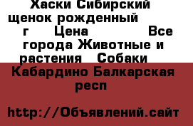 Хаски Сибирский (щенок рожденный 20.03.2017г.) › Цена ­ 25 000 - Все города Животные и растения » Собаки   . Кабардино-Балкарская респ.